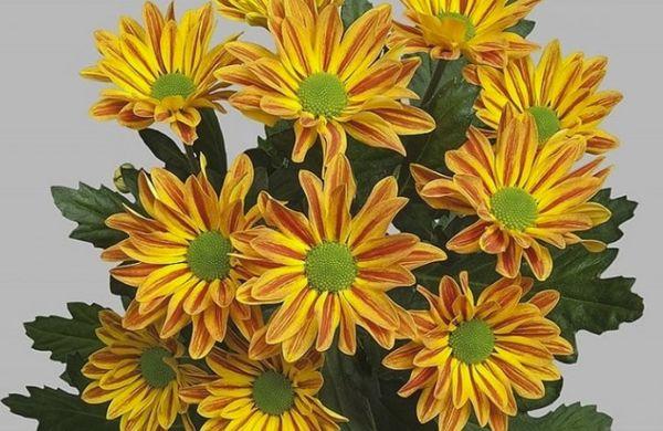 chrysanthemum flowers