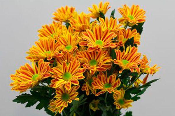 bouquet of chrysanthemums