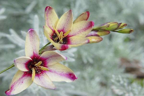 the appearance of children