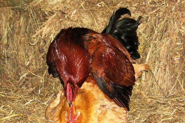 Paarung von Individuen