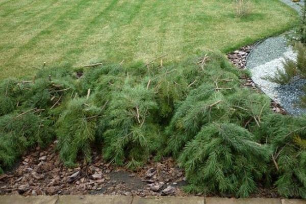 Schutz für den Winter