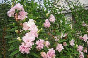 Plantation et entretien de calistegia en plein champ, caractéristiques de culture