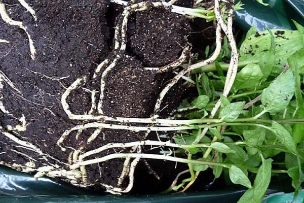 propagation of rhizomes