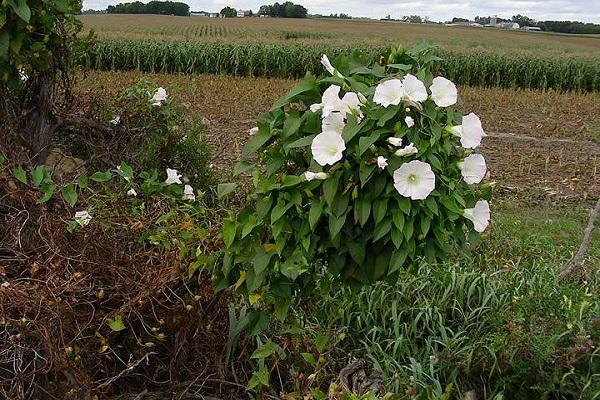 preparation for transplant
