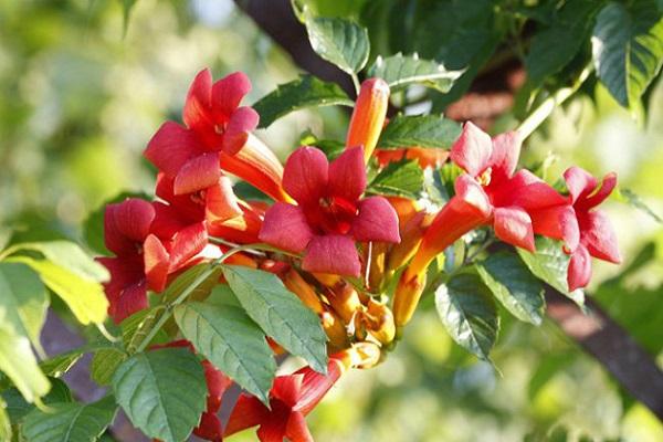 großblumige Kampsis