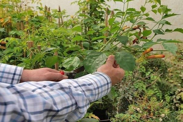 Beschneidung von Kampsis