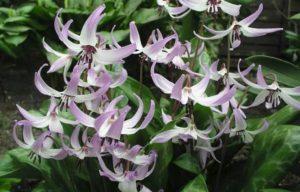 15 best types of kandyk varieties Pagoda and their description, planting and care in the open field