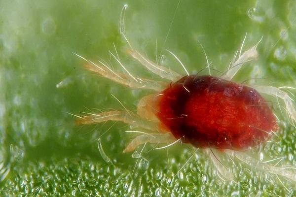 Schädlingsmilbe