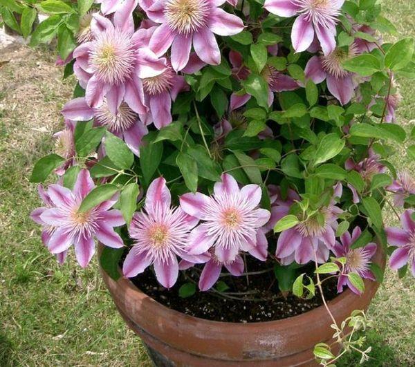 Topf Clematis