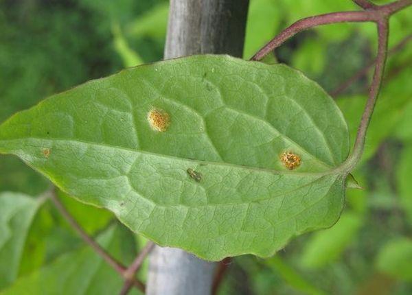 Schädlinge von Clematis