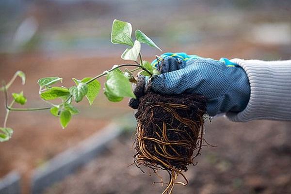 planting seedlings