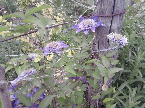 Clematis im Garten