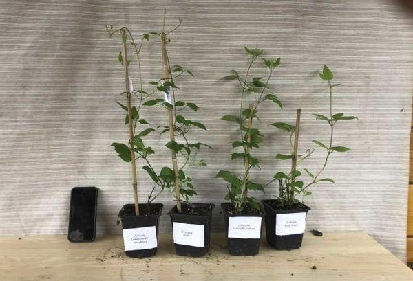 Sämlinge von Clematis