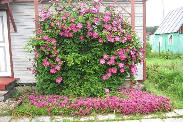 Blüte auf einem Träger