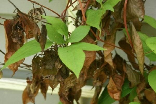 Clematis unter Krankheit