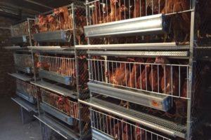 Merkmale der Käfighaltung von Hühnern zu Hause, Größe und Dichte