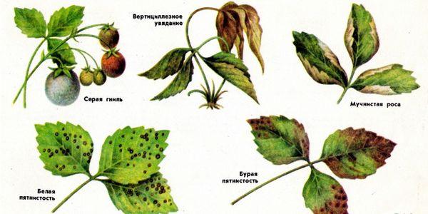 häufige Krankheiten