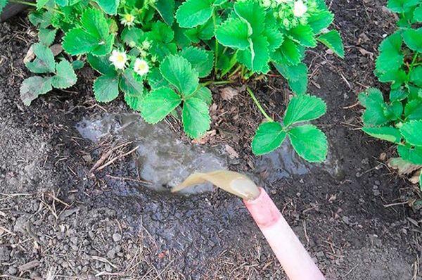 Dünger für Erdbeeren