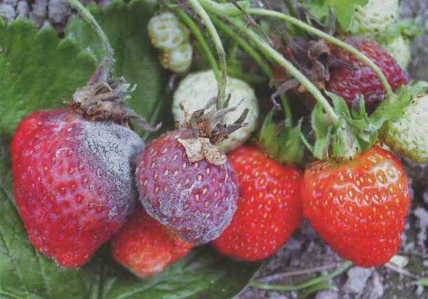 maladie de la fraise