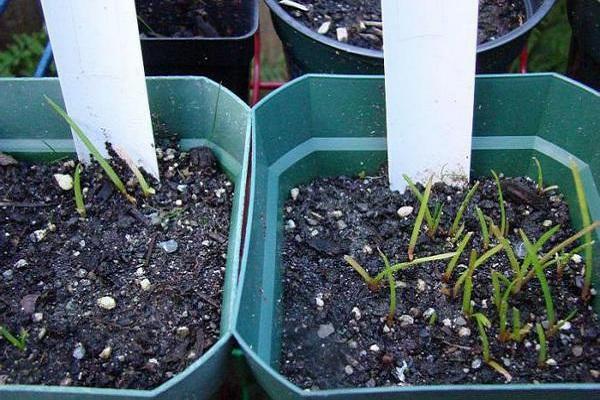 préparation de conteneurs