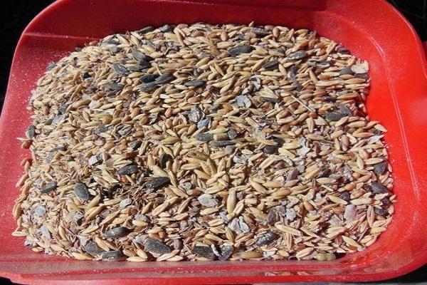 graines de tournesol