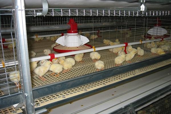 nutrition des poulets de chair