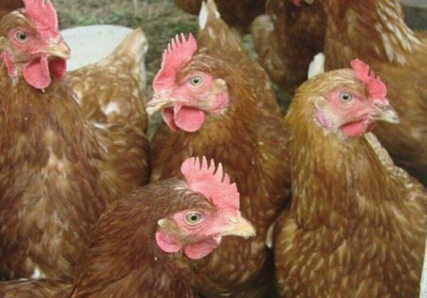 Poulets highsex