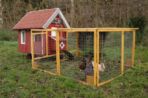 poulailler construit