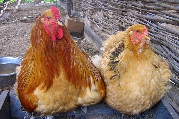 das Auftreten von Krankheiten