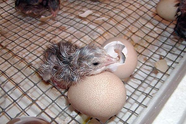 incubation result
