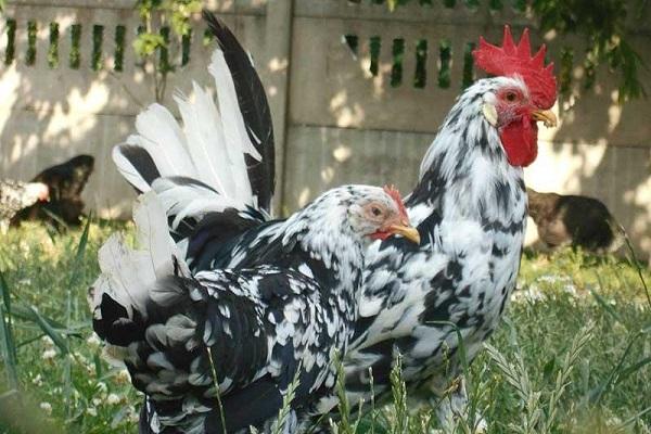 Leghorn species