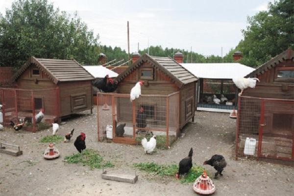 yard poultry house