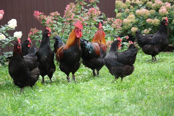 poulets noirs