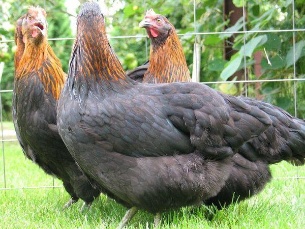 poulets sur le terrain