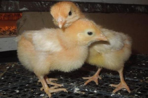 bred chickens