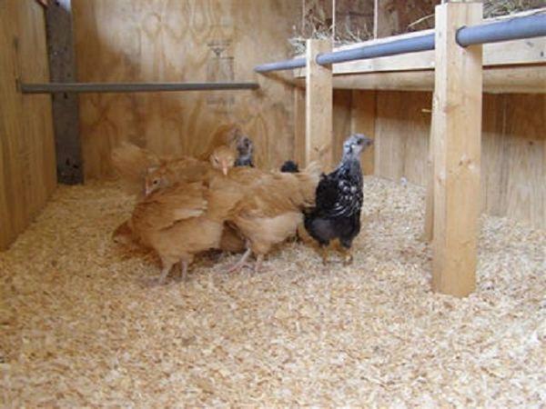 sawdust in the chicken coop