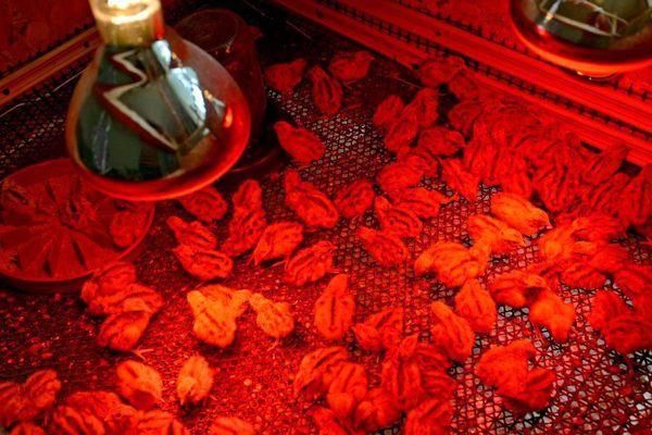 Hühner unter der Lampe