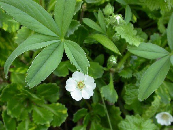 Cinquefoil Blume