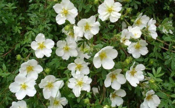 blühende Potentilla