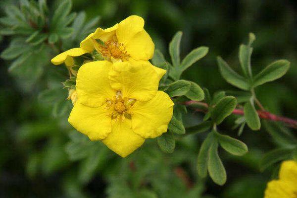 shrub cinquefoil