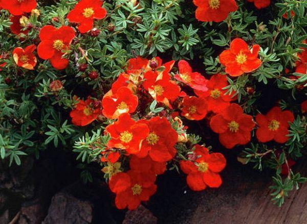 Strauch Cinquefoil