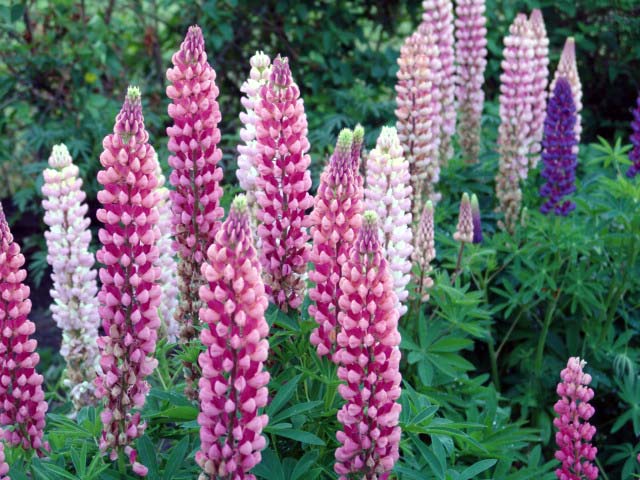 variété de lupin