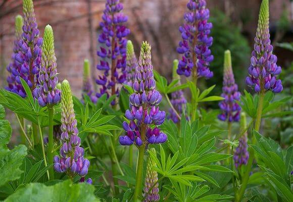 variété de lupin
