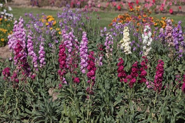 fleur comme engrais vert