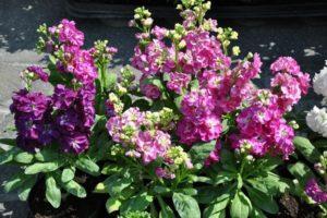 Beschreibung der besten Sorten mehrjähriger Matiolen, die aus Samen wachsen