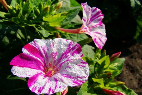 taille d'un bourgeon