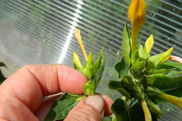 l'apparition de maladies