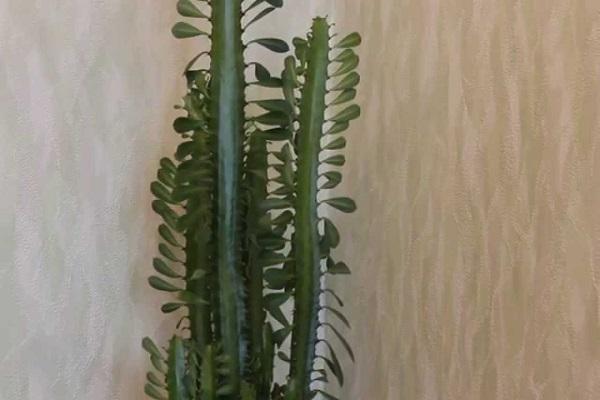 fleur qui aime la chaleur