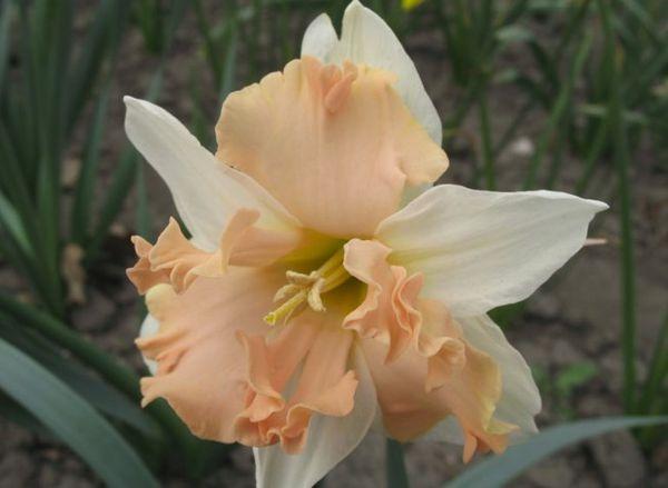 daffodil flower