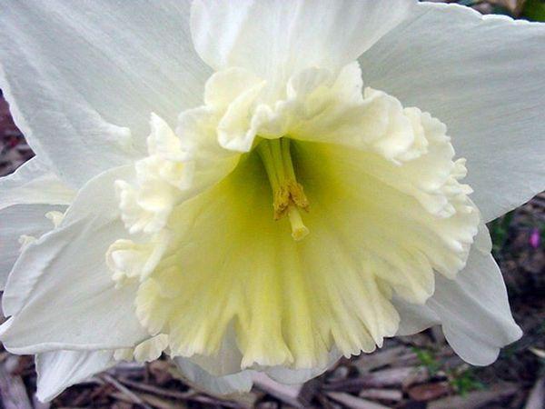 white daffodil